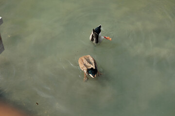 due anatre mentre tengono la testa sott'acqua in cerca di cibo, durante il giorno
