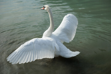 Naklejka premium bellissimo cigno bianco adulto visto da vicino, mentre distende le ali nell'acqua bassa di un lago, durante il giorno
