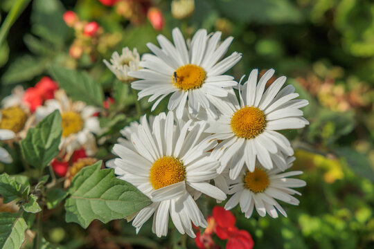vista macro di varie grandi margherite dai petali bianchi vicino ad altre piante floreali da giardino, di giorno, in autunno