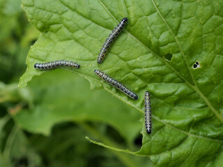 オオモンシロチョウの幼虫