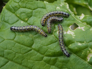 オオモンシロチョウの幼虫