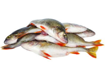 Pile of bass fish isolated on white background.