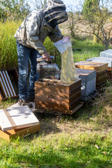 Apiculture - Apiculteur tenant un enfumoir au dessus d'une ruche, lors d'une visite sanitaire et inspection des ruches