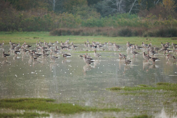 grande stormo di oche selvatiche grigie dentro l'acqua, in una palude naturale fluviale con acqua bassa