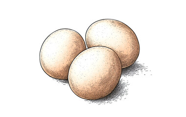 Fototapeta premium Nest with eggs, sketch. Vintage retro print, hand-drawn illustration nest, eggs, engraving, detailed drawing, eggs nest. Black ink, simple lines, sketch style, line art, graphic design. Illustration