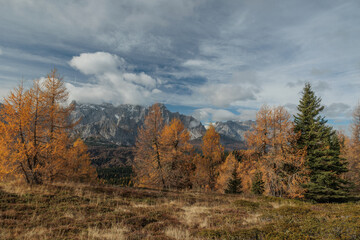vista panoramica che si estende da un bosco di conifere vicine, in primo piano, in autunno, di mattina, verso una lunga ed alta catena montuosa distante, sotto un cielo nuvoloso, in Veneto
