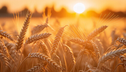 Obraz premium Golden wheat stalks bathed in warm sunset light, symbolizing agriculture, harvest, and natural abundance, set against a serene rural landscape. Generative AI