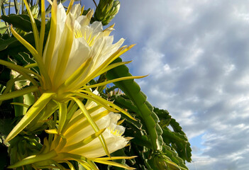 Selenicereus undatus, White-fleshed pitahaya,or dragon fruit tropical plant with flores.Selective...