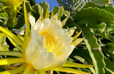 Selenicereus undatus, White-fleshed pitahaya,or dragon fruit tropical plant with flores.Selective...
