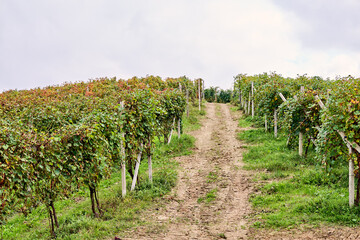 Green rows of vines laden with bunches of ripe grapes ready for harvest