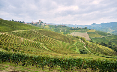 Fototapeta premium Panoramic landscape of vineyards in the rolling hills of the Langhe, Monforte d'Alba, Barolo, La Morra, Italy. In the background the hill with the town of Serralunga d’Alba on top.