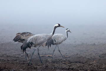 Cranes in a field in the fog