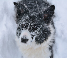 Pies rasy Border Collie w śniegu