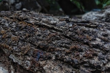 close up of a tree texture