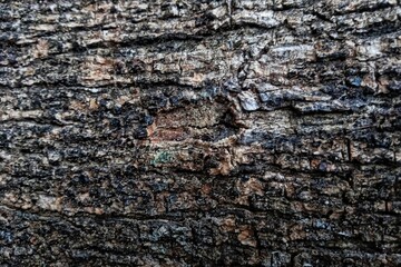 old wood texture close up of a tree 
