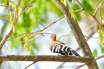 Hoopoe on the soft light ( Upupa epops )Cute bird on the willd nature it flies to the nest and carries food for the female for the young, the best photo