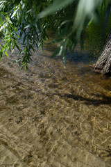 stream in the forest