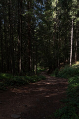 Fototapeta premium path in the forest