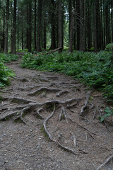 path in the forest
