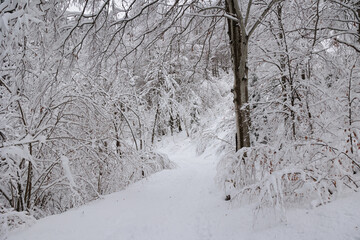 Fototapeta premium vista dettagliata di un bellissimo bosco freddo ed innevato di montagna, con gli alberi ed il terreno coperti completamente dalla neve, di giorno, in inverno