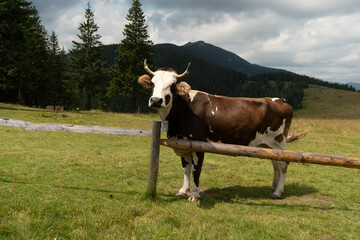 cows in the field