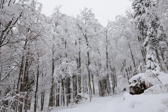 vista dettagliata di un bellissimo bosco freddo ed innevato di montagna, con gli alberi ed il terreno coperti completamente dalla neve, di giorno, in inverno