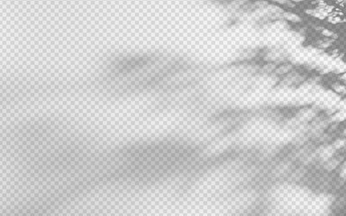 Abstract shadow overlay from foliage on a transparent background.