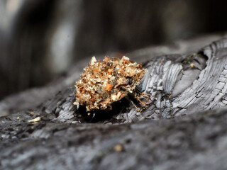 クサカゲロウの幼虫