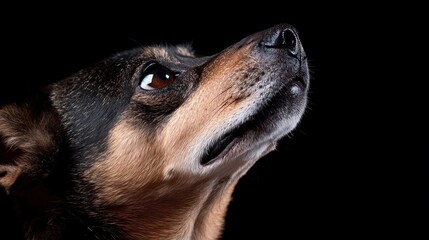 Close up Portrait of a Dog Looking Up with Black Background