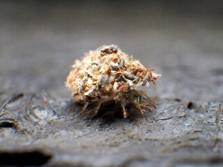 クサカゲロウ幼虫