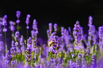 Obraz premium Lavender field and bee.