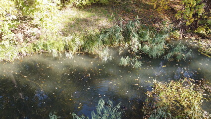 A beautiful lake in the park overgrown with reeds.