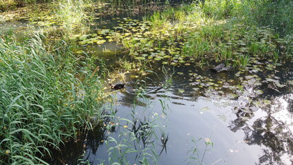 A beautiful lake in the park overgrown with reeds.