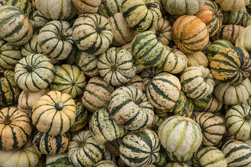 Backgroud of many colorful pumpkins.