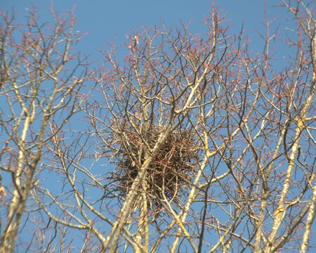 Nido vuoto su alberi spogli per l'inverno