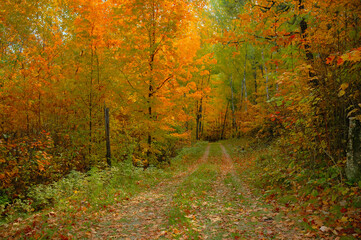 Path of autumn leaves in the forest