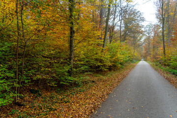 Obraz premium Whispers of Autumn: A Symphony of Orange and Gold at Stuttgart’s Hidden Gem, Bärensee