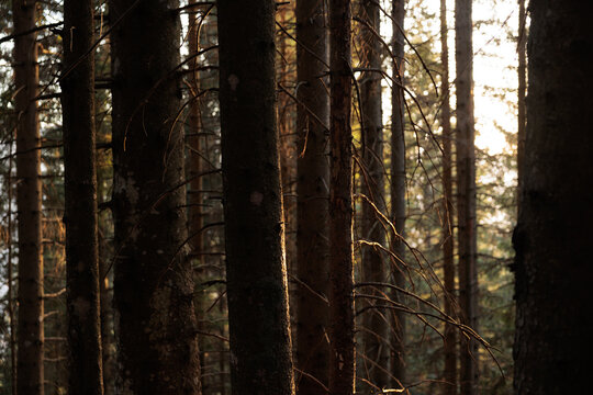 dettagli in primo piano dei tronchi di alberi di abete in controluce, in un bosco di montagna nel nord Italia, illuminati dalla luce del sole del tardo pomeriggio