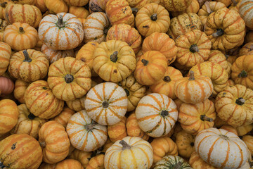 Backgroud of many colorful pumpkins.