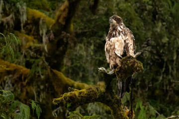 eagle in the forest