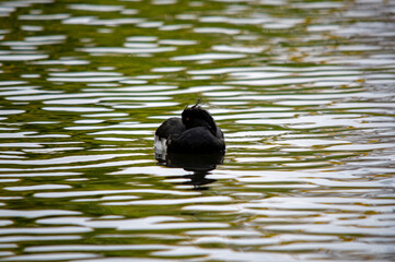 Reiherente ruhend auf dem Wasser