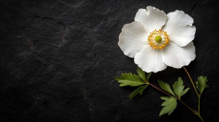 Obraz premium Single White Anemone Flower on Black Slate Background