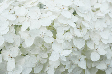 White hydrangea. Flowers close up.