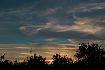 Fototapeta premium vista dettagliata del cielo nuvoloso al tramonto, con i colori che variano dall'azzurro all'arancione, sullo sfondo, da dietro le sagome nere di varie piante in primo piano