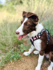 Young collie dog on a walk in the mountains.
