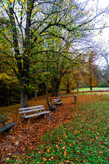 Whispers of Autumn: A Symphony of Orange and Gold at Stuttgart’s Hidden Gem, Bärensee