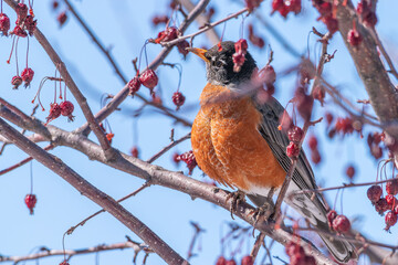 American robin in crab apple tree 3