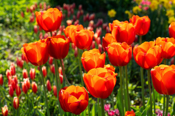 Fototapeta premium various tulips in the park
