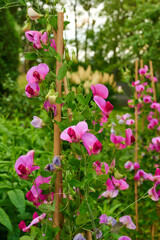 Nature, growth and sweet pea with flowers in garden for environment, sustainability and spring season. Ecology, meadow and biology with plants in countryside for botanical, bloom and ecosystem