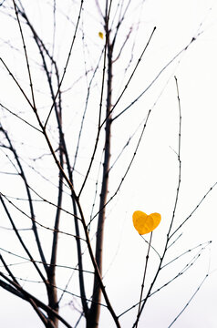 A solitary yellow, heart-shaped leaf clings to a bare branch on a fall day, evoking a sense of melancholy...Europe, 31.10.2024.